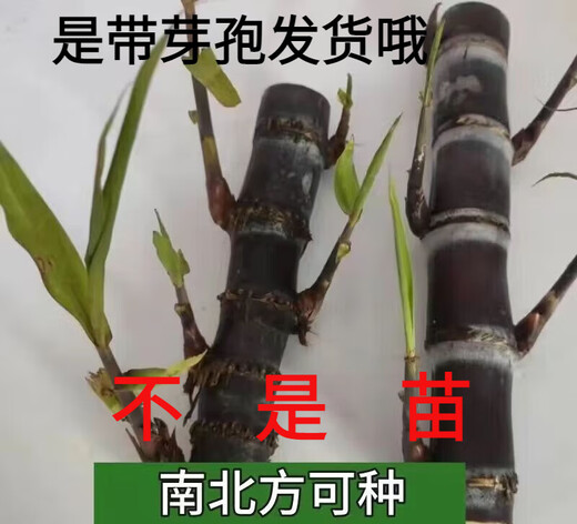 Guangxi authentic black-skinned sugarcane seedlings seedlings sugarcane seeds wholesale potted plants can be planted crispy and sweet, can be planted in the north and south, black-skinned 500 pieces, Guangxi sugarcane seedling heads