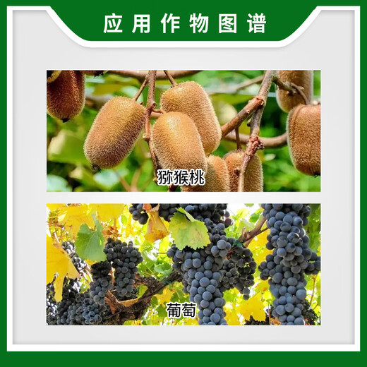 Zhaojiaguo Xinruifeng Zhaojiaguo 0.1% Chlorfenuron Kiwi Grape Flower and Fruit Growth Regulator 1000ml 10ml