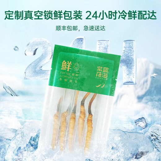 Purple and blue flowers sea [first 25 years] Fresh Cordyceps sinensis 0.6g/root 20 fresh Cordyceps sinensis straight from the source