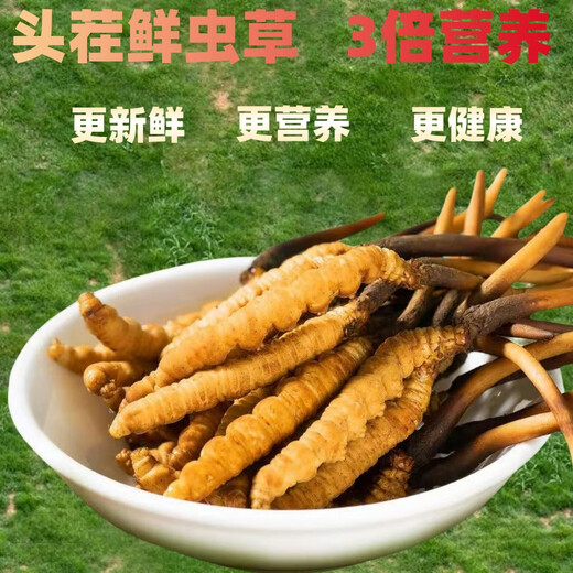 
Luzhangtang 2025 Fresh Cordyceps sinensis Cordyceps SF Express Cold Chain Origin Selected Fresh Grass Selected for Tibet Fresh Cordyceps 1.2-1.4 grams each. 50 pieces