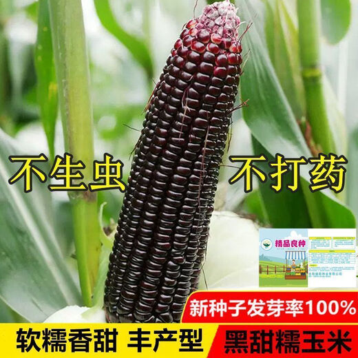 Authentic black sweet waxy corn seeds. Plant black corn seeds all year round. Farm vegetable seeds. Black sweet waxy corn seeds. Only new seeds sold. 2 packs of about 100 seeds.