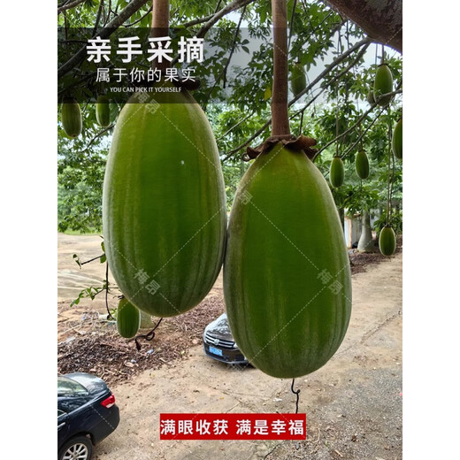 Rare succulents imported from Africa, rare species saplings, potted bonsai root fruits, baobab seeds, 10 baobab seeds + rooting powder