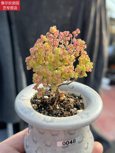 MPPMCK Real-Life Orange Candy Bonbugs Mandarine Zweige und Stängel Aprikosen kleiner baumförmiger Klippe Old Stapel Sukkulente Pflanzen nach einem Schuss 695 Kumquat Pot Mund 6 cm 3.9 Foto enthalten Topf