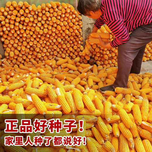 Zhengdan 958 national-approved corn variety corn seed high-yielding big stick corn seed Ludan 981 corn seed National-approved Zhengdan 958 corn seed original 1 Jin Jin equals 0.5 kg 1 bag