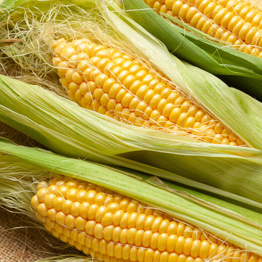 Good Farmer Baocai Shandong Fresh Fruit Corn Single Root 275g + Fresh, Sweet and Juicy 4-7 Roots Net Weight 4.6 Jin Jin equals 0.5 kg Straight from the source