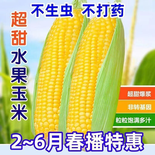 Sweet and crispy fruit corn big sticks, early maturing, fragrant and super sweet corn, eaten raw in the field for all seasons, high quality fruit corn seeds, newly planted in the season - 5 packs, about 256 seeds