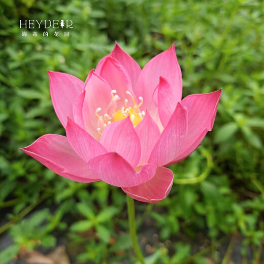 微型碗莲种藕苗水培植物莲花小荷花苗根茎藕鞭苗庭院花卉盆栽裸藕 小三色【小型】 8-15CM