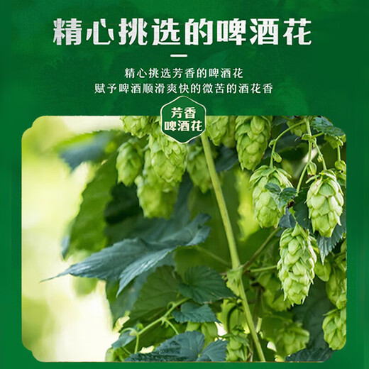 
Tsingtao beer (TsingTao) classic 330ml*12 cans full box original wort concentration 11.0P lager beer