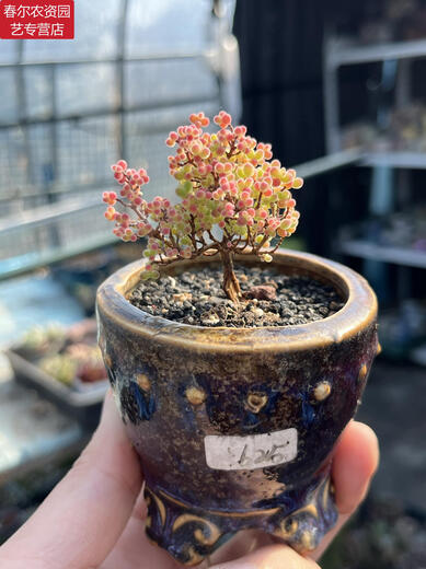 MPPMCK Real-Life Orange Candy Bonbugs Mandarine Zweige und Stängel Aprikosen kleiner baumförmiger Klippe Old Stapel Sukkulente Pflanzen nach einem Schuss 695 Kumquat Pot Mund 6 cm 3.9 Foto enthalten Topf