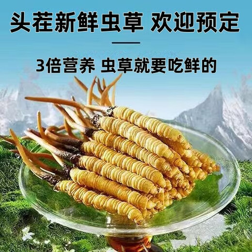 2025年鲜虫草头期正宗新鲜冬虫夏草精选鲜草大草顺丰冷链产直发 西藏那曲鲜虫草每条0.5克10条装