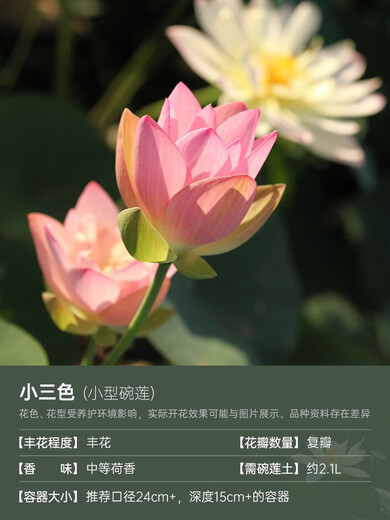 微型碗莲种藕苗水培植物莲花小荷花苗根茎藕鞭苗庭院花卉盆栽裸藕 小三色【小型】 8-15CM
