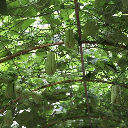 Shop Chayote Early Ripening Extra Large Chayote Vegetable Climbing High Yield Disease Resistant Perennial Melon Affordable Price High Yield Good - 20 Count - Net Seeds Chayote Seeds