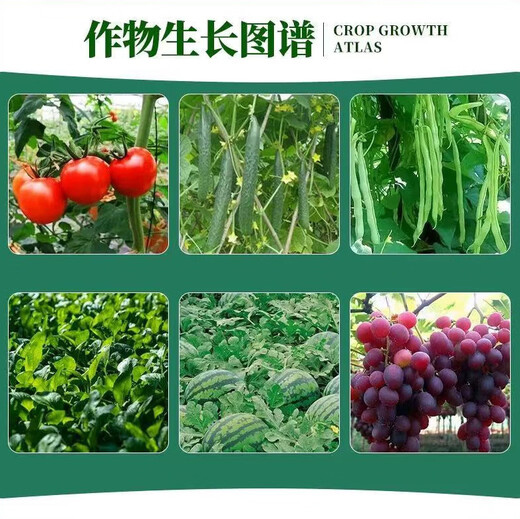 Jianwufeng Jianwufeng 2% ethylamine promotes germination cell division, rooting, strong seedlings and enlarging fruits, stress-resistant growth regulator 500g