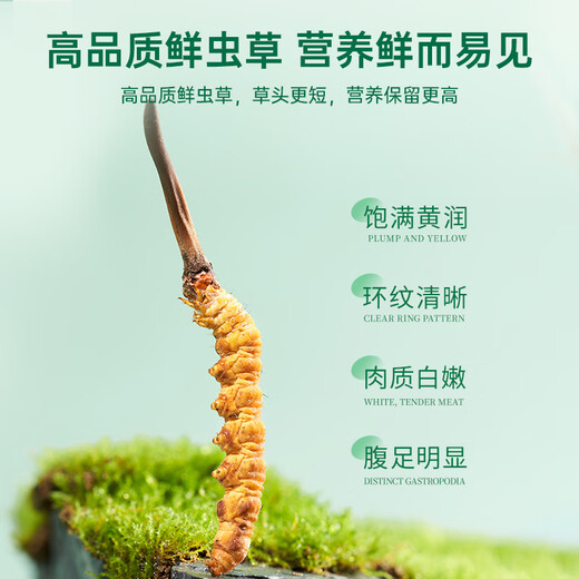 Purple and blue flowers sea [first 25 years] Fresh Cordyceps sinensis 0.6g/root 20 fresh Cordyceps sinensis straight from the source