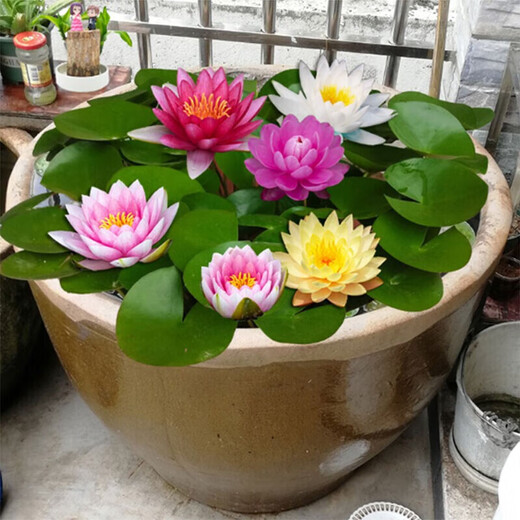 Water lily seedlings, lotus potted plants, medium and large bowl lotus lotus seeds, lotus root hydroponics, aquatic pond pots, lotus leaf seeds, large water lily root pieces 3 pieces - mixed color
