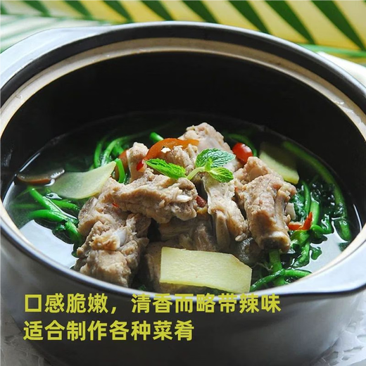 Xiangbin Four Seasons Guangdong Watercress Seeds Field Planting Wild Aquatic Balcony Easy to Plant Live Vegetable Seeds Watercress Seeds Watercress Seeds 3g Original x10 Pack