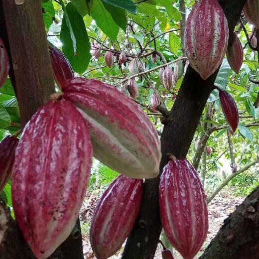 Cocoa fruit seeds Hainan tropical fruit chocolate making edible raw materials sowing perennial trees in spring and summer Cocoa fruit seeds 5 capsules + fertilizer