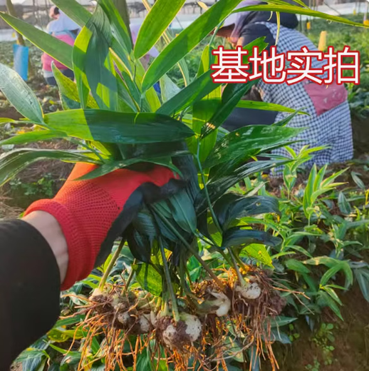 Polygonatum Planting Seedlings, Polygonatum Seeds, Fresh Chicken Head Polygonatum Seedlings, Tiger Ginger Seedlings, Nourishing Medicinal Materials, Golden Seedlings, Polygonatum Seeds with Leaf Stems, 10 Planting Seedlings a Year