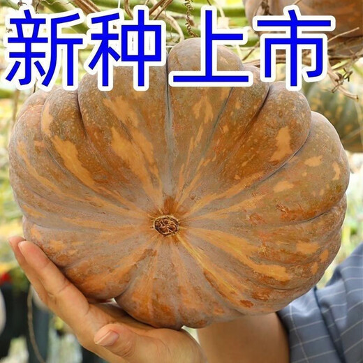 Specially Sweet Pumpkin Seed Flavor Sweet Pumpkin Vegetable Seed Lazy Mopan Large Pumpkin Seed Mopan Large Pumpkin Seed This year’s new species ST2998 New species, 1 pack of about 22 seeds, germination is super good