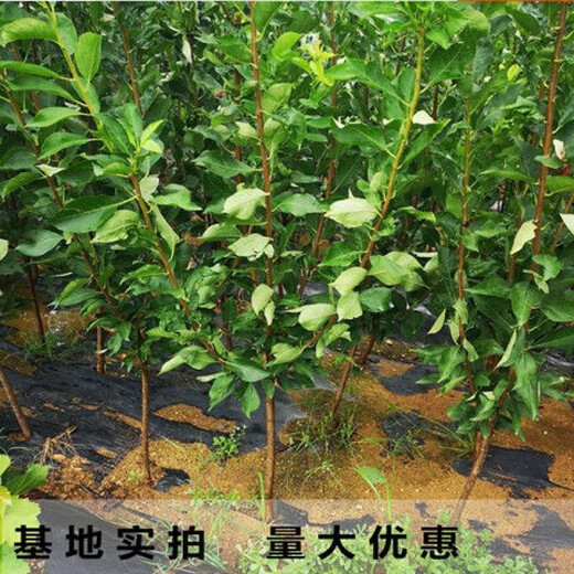 Qili's new variety of extra-large bee-sugar plum seedlings, seedless plum saplings, drought-resistant and cold-resistant, southern and northern planting seedlings, fruit tree seedlings, new varieties of extra-large bee-tang plums, five-year seedlings