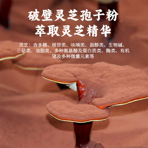 易天健蓝帽品质破壁灵芝孢子粉100克*3盒家庭常备含孢子油送父母送长辈