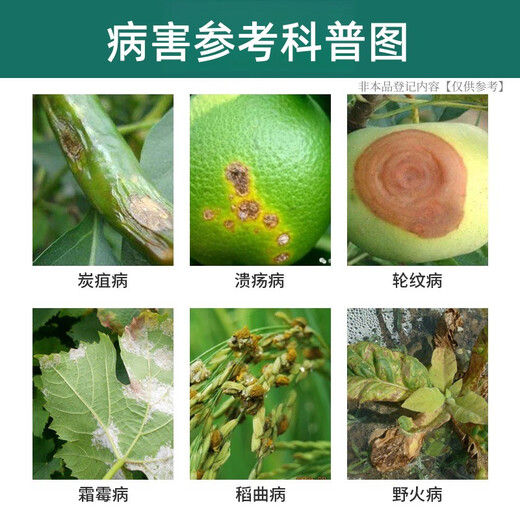 Bordeaux liquid citrus tree apple tree fungicide cucumber downy mildew canker disease ring spot disease special 1000g