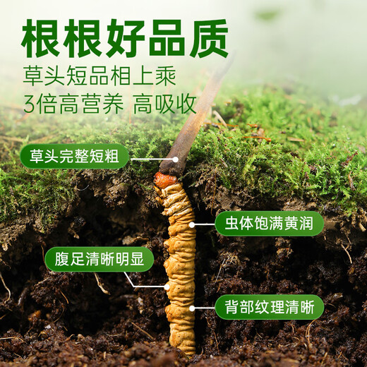 Yuanjiang grass fresh Cordyceps sinensis 2025 Fresh Cordyceps nourishing nutritional products [2025 Fresh Cordyceps] 0.8-0.9g/root-50 roots