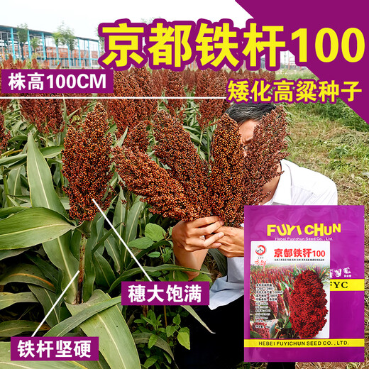 Dwarf wine glutinous sorghum king super-ton iron dwarf big-head red sorghum seed dwarf bird-resistant brewing type high-yield sorghum ton-beam short big-head sorghum 50 grams