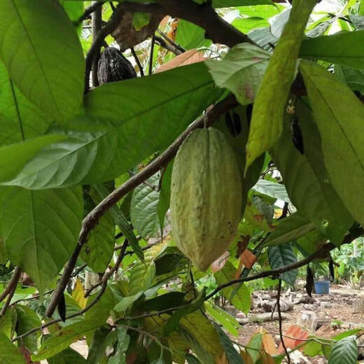 Cocoa fruit seeds Hainan tropical fruit chocolate making edible raw materials sowing perennial trees in spring and summer Cocoa fruit seeds 5 capsules + fertilizer