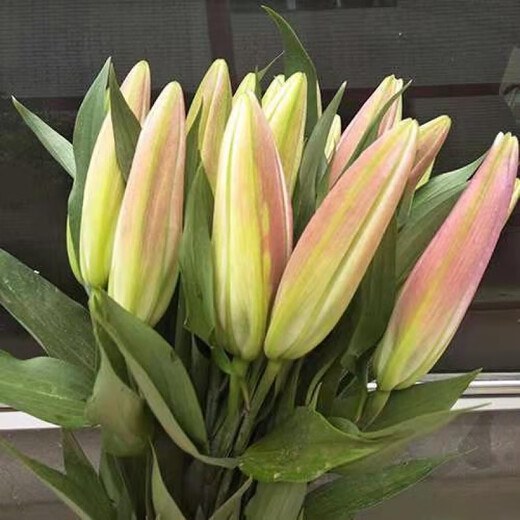 Perfume lilies multi-headed flower bouquets wholesale Yunnan Kunming base freshly picked straight hair water to grow real flowers 10 pink perfume lilies Free flower preservative when placing an order