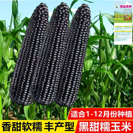Authentic black sweet waxy corn seeds. Plant black corn seeds all year round. Farm vegetable seeds. Black sweet waxy corn seeds. Only new seeds sold. 2 packs of about 100 seeds.