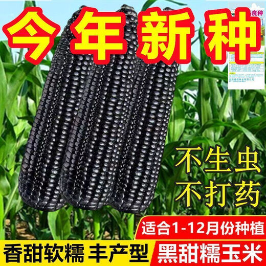Authentic black sweet waxy corn seeds. Plant black corn seeds all year round. Farm vegetable seeds. Black sweet waxy corn seeds. Only new seeds sold. 2 packs of about 100 seeds.