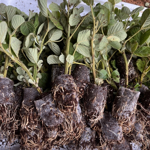 Yunnan's new thornless black bubble seedlings, thornless yellow bubble garden flowers, four-season green plants, original pots, original soil delivery, 1 thornless raspberry seedling