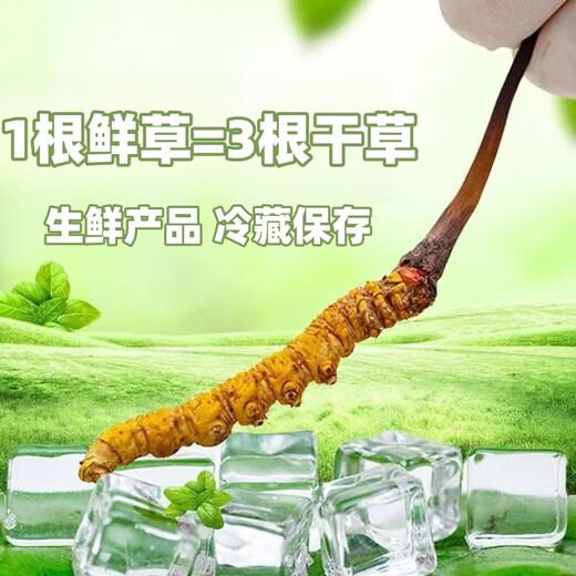 Frischer Cordyceps sinensis Vakuumverriegel