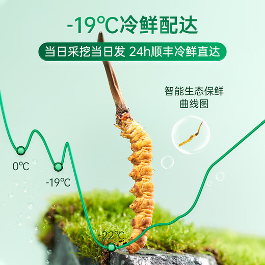 紫蓝花海新鲜冬虫夏草头茬鲜虫草自用送礼佳品礼盒装 1.1-1.2克/根 100根