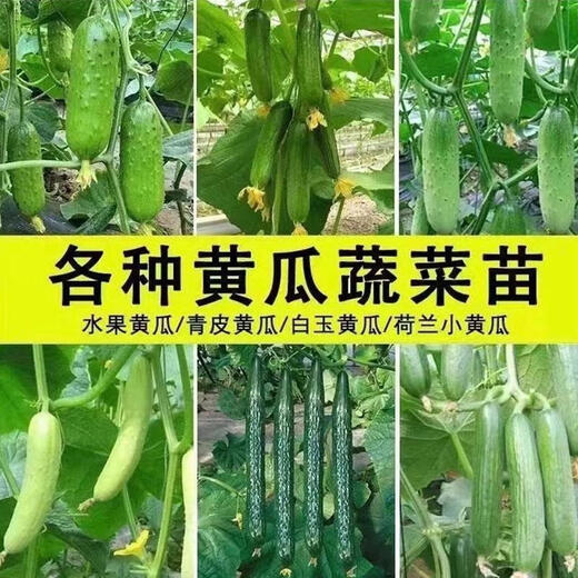 Cucumber seedlings, Dutch fruit cucumber seedlings, cucumber seedlings, high-yielding dense cucumbers, four-season balcony potted vegetable seedlings, 6 fruit cucumber seedlings
