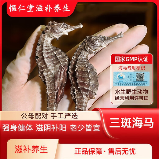 Peking Tongrentang ausgewählte authentische Seepferdchen-Trockenwaren, ein Paar Wein mit Wein ausgewählt, Suppenzutaten, Seepferdchen-Trockenwaren, frisch getrocknet, um Nicht-Kidney-Nahrungsergänzungsmittel zu nähren, zehn Packungen [natürlicher luftgetrockneter Seahorse) Qualität (männliche und weibliche Kombination Ernährung Doppel)