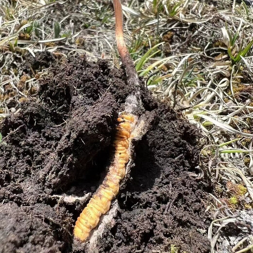 618超级彩蛋新鲜冬虫夏草2025年头期虫草正品领导高海拔送礼正宗鲜虫草过节 4根1克 30根干虫草 盒装