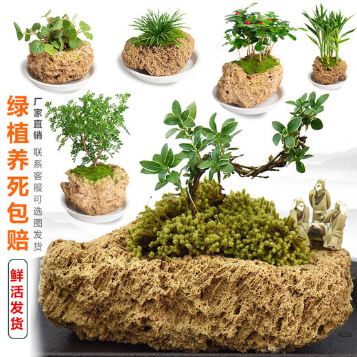 Stone flowerpot absorbent stone water stone original stone natural flowerpot with asparagus bamboo calamus succulent plant micro landscape pot 13-17cm stone pot + tempered rectangular holder