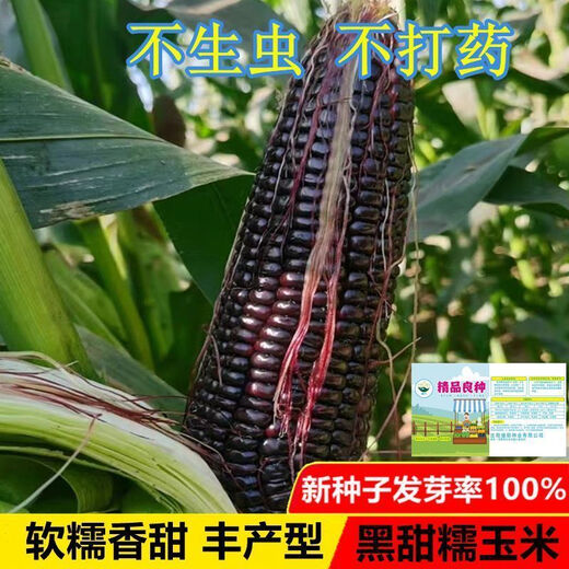 Authentic black sweet waxy corn seeds. Plant black corn seeds all year round. Farm vegetable seeds. Black sweet waxy corn seeds. Only new seeds sold. 2 packs of about 100 seeds.