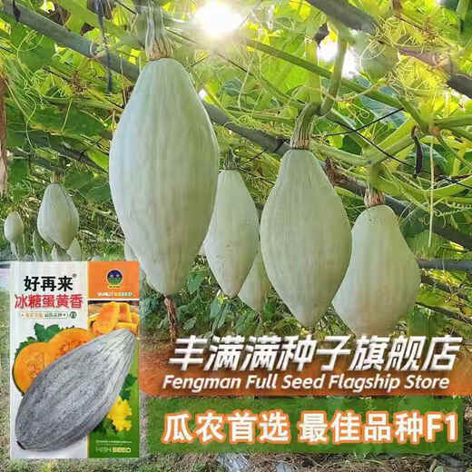 Qi Zhe rock sugar egg yolk scented pumpkin seeds dry sweet noodles noble ugly melon sweet chestnut pumpkin seeds Northeast golden chestnut rock sugar egg yolk scented pumpkin 1 pack + fertilizer
