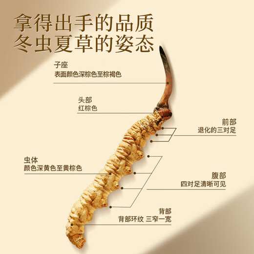 Tongrentang Tongrentang Tibetan wild cordyceps about 5 roots/g7 grams about 35 roots Cordyceps gift box same price 618