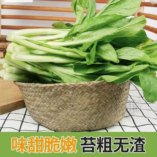 Four seasons water spinach seeds, large-leaf water spinach seeds, balcony potted willow-leaf water spinach seeds, green stems can be hydroponically grown, genuine easy-to-grow cabbage moss, about 7500 capsules, 5 packs