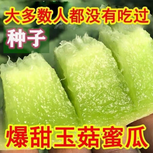 Qizhe's new variety of sweet jade mushroom, melon, honeydew and cantaloupe seeds are high-yielding and easy to grow and can be sown in all seasons. Fresh fruit seeds can be sown in all seasons. Sweet Yuru melon seeds 60 capsules