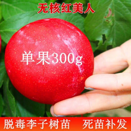 Qili's new variety of extra-large bee-sugar plum seedlings, seedless plum saplings, drought-resistant and cold-resistant, southern and northern planting seedlings, fruit tree seedlings, new varieties of extra-large bee-tang plums, five-year seedlings