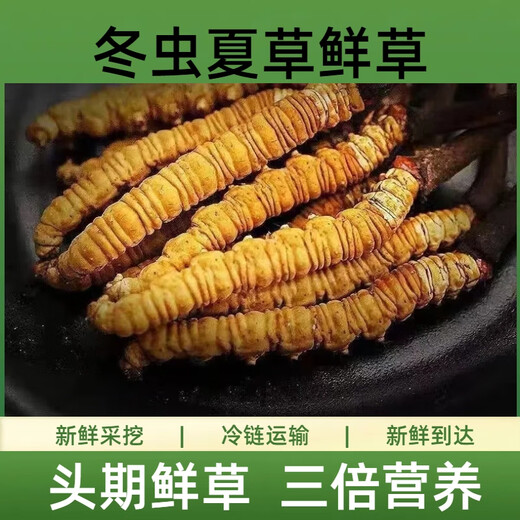 2025年头期鲜草新鲜冬虫夏草正品鲜虫草天然鲜虫草营养滋补送礼 西藏鲜草0.8-0.9克/条 20条送1条 冬虫夏草  顺丰发货