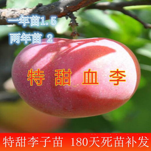 Qili's new variety of extra-large bee-sugar plum seedlings, seedless plum saplings, drought-resistant and cold-resistant, southern and northern planting seedlings, fruit tree seedlings, new varieties of extra-large bee-tang plums, five-year seedlings