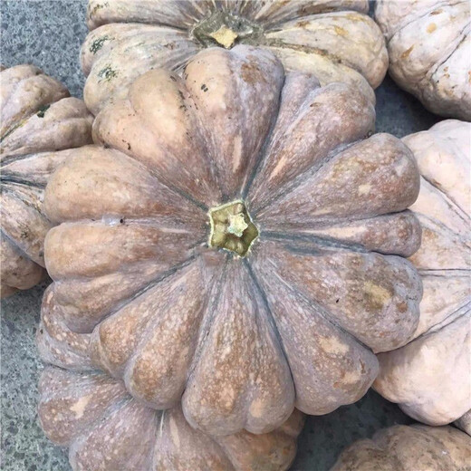 Specially Sweet Pumpkin Seed Flavor Sweet Pumpkin Vegetable Seed Lazy Mopan Large Pumpkin Seed Mopan Large Pumpkin Seed This year’s new species ST2998 New species, 1 pack of about 22 seeds, germination is super good