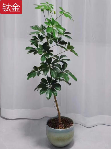 Süße Sämlinge sind alle Arten von Entenfüßen, gut für den Anbau von Blumen, Blättern, große Blätter, Regenschirme, Wohnzimmer im Innenraum grüner Pflanzen, häusliche Topfpflanzen absorbieren Formaldehyd Nr. 2677 Die Höhe beträgt etwa 1,2 Meter ohne Töpfe