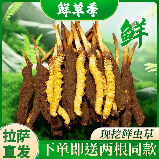 Beijing Tongrentang same quality fresh Cordyceps sinensis 2025 first-year Cordyceps authentic leader high-altitude gift authentic Cordyceps dry brush Lhasa fresh Cordyceps 1.2 grams (cordyceps king) 30 root - 2 roots (32 roots in total)